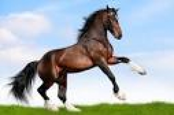 Il cavallo, il suo rapporto con l’uomo e l’ippoterapia