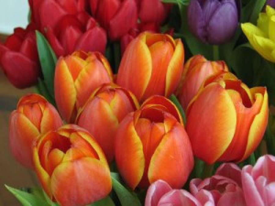 Festa del Tulipano