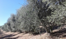 Evoluzione dell’olivicoltura
