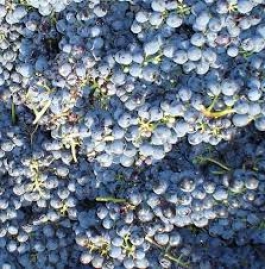 Il Sagrantino di Montefalco, un’uva antica che ancora mantiene un’aura di mistero
