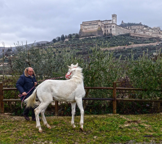 La “Via Lattea”, il cavallo albino unico in Italia