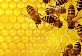 L’ape, il miele e la danza dell’addome