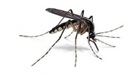 Il mondo delle zanzare sotto la lente di ingrandimento