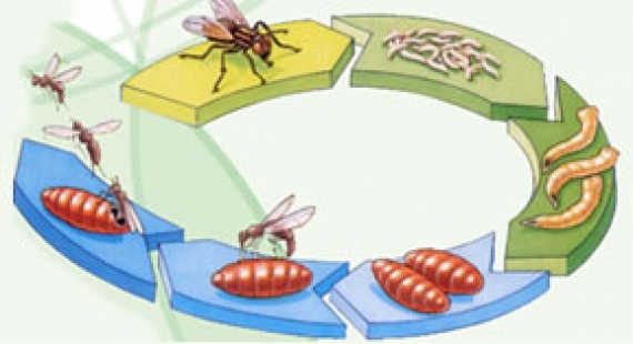 La “lotta biologica” e la fabbrica degli insetti